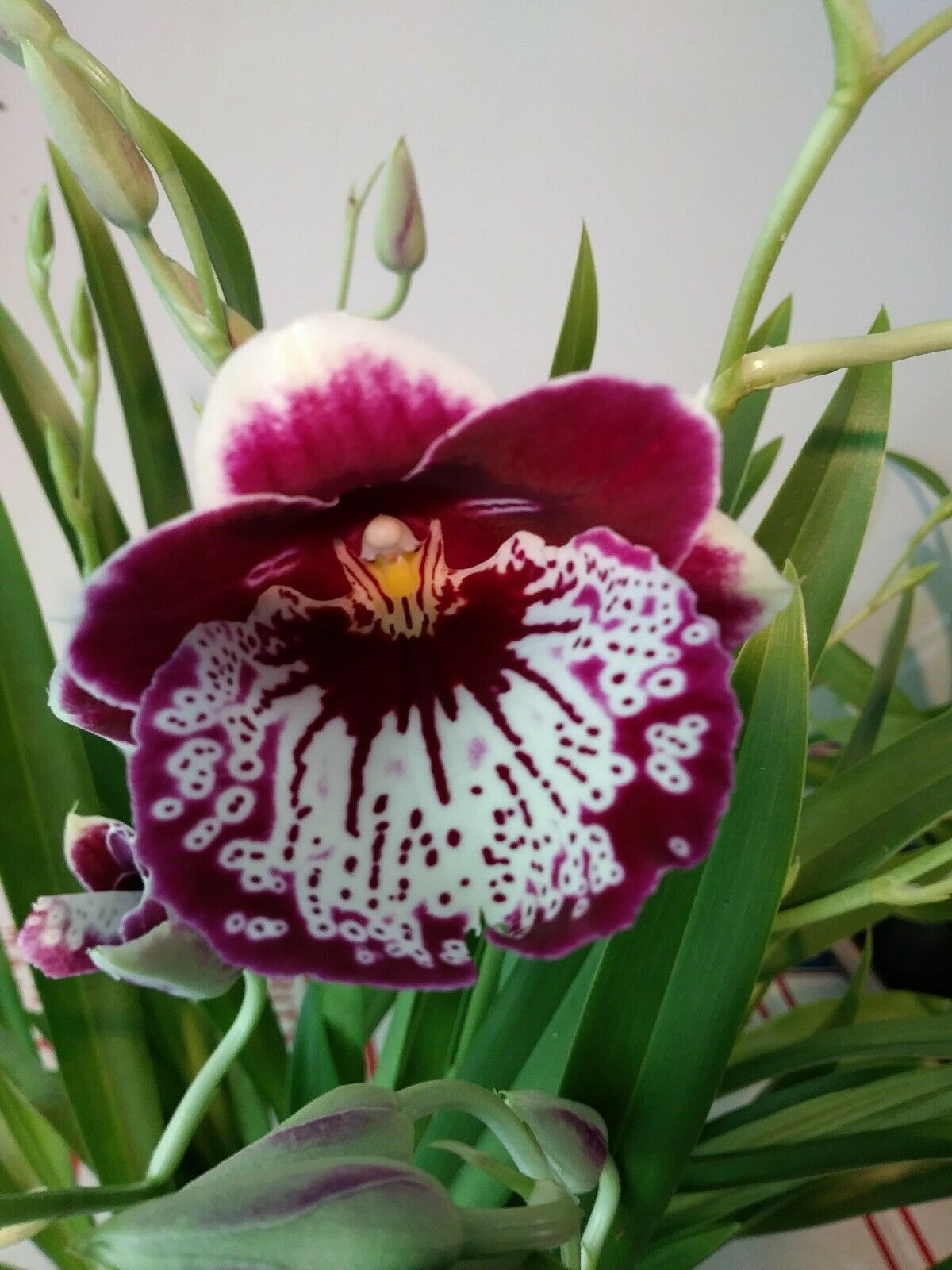 サボテン　オオマオイ Miltoniopsis Hajime Ono 'Maui Falls' AM/AOS FRAGRANT – The Orchidist