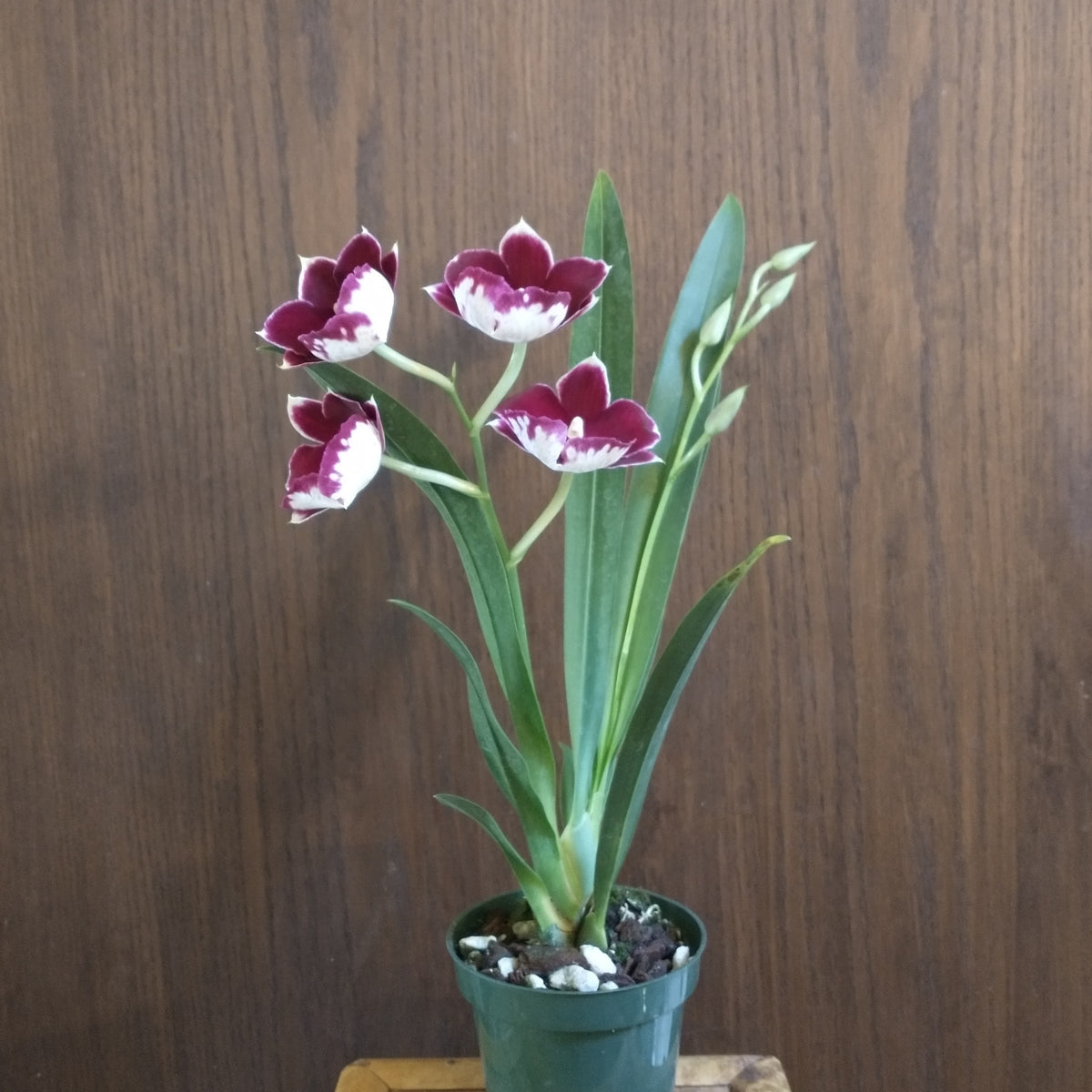 IMG_20210919_155735491_1200x12