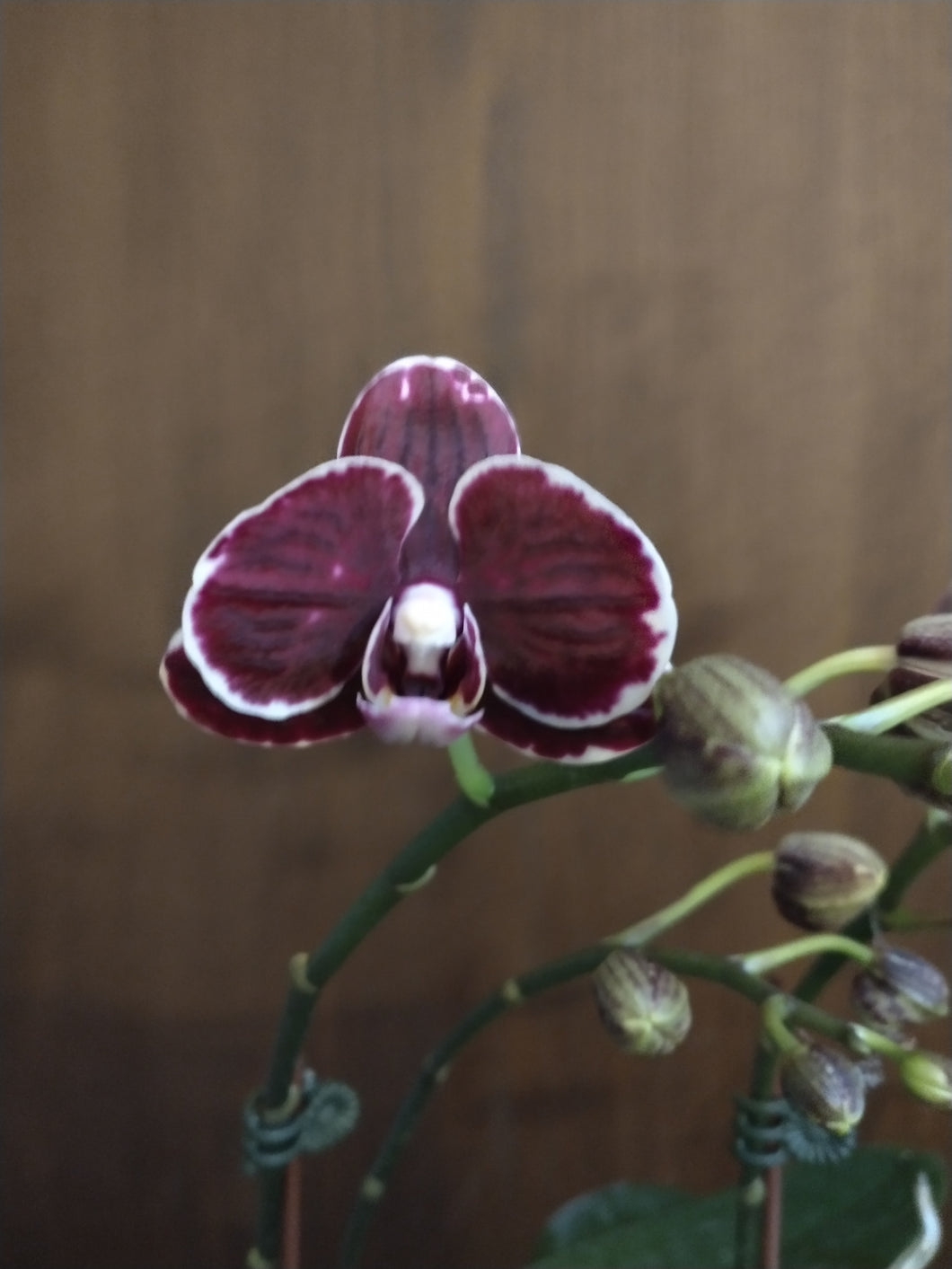 Phalaenopsis King's Caroline 