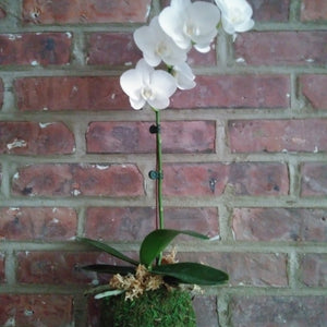 White Phalaenopsis