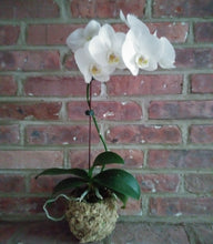 White Phalaenopsis