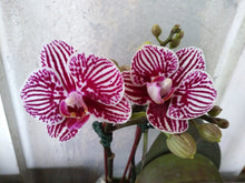 Phal. Taida King's Caroline " Taida Little Zebra"