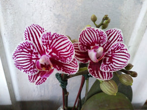 Phal. Taida King's Caroline " Taida Little Zebra"