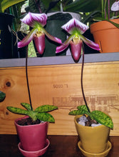 Paph barbatum var nigritum 'Pigmy'