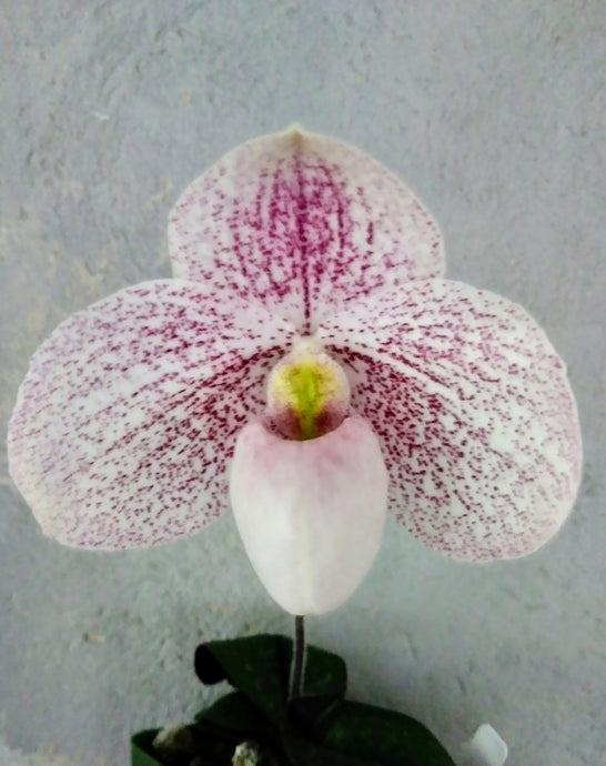 Paphiopedilum Catherine Brios