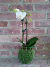 White Phalaenopsis