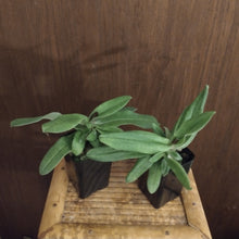 Paphiopedilum Vexillarium