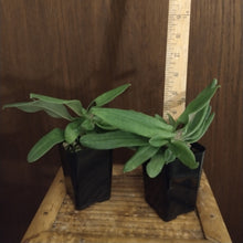 Paphiopedilum Vexillarium