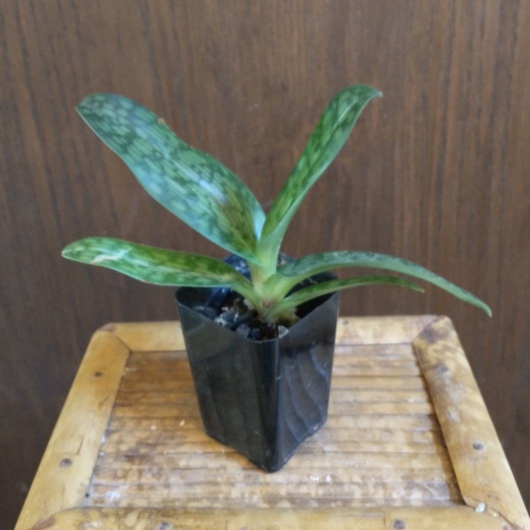 Paphiopedilum Aga'pe