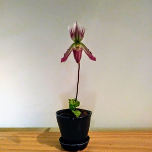Paph barbatum var nigritum 'Pigmy'